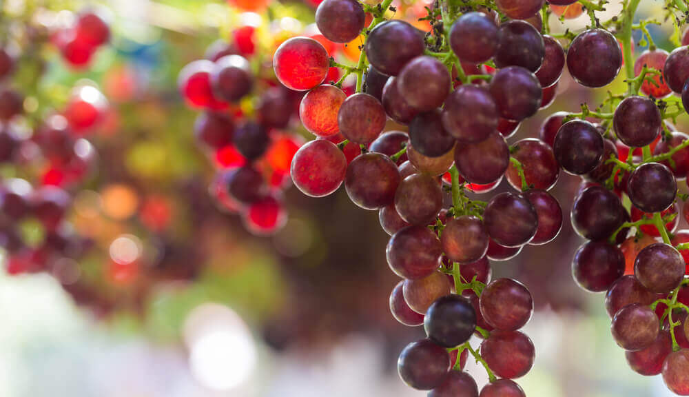 Seedless Red Grapes