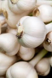 Garlic